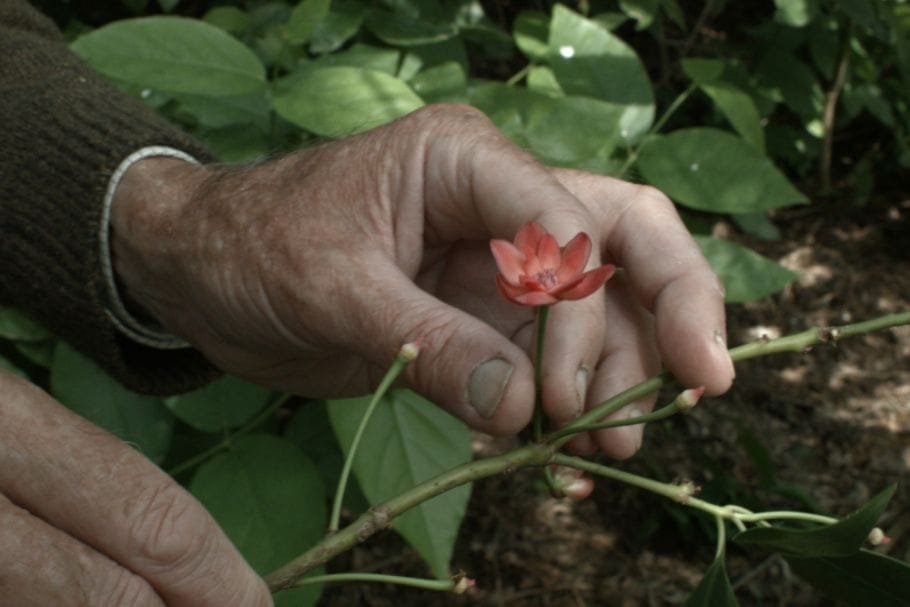 "The flower's insatiable passion turns its life into a circus of debauchery."