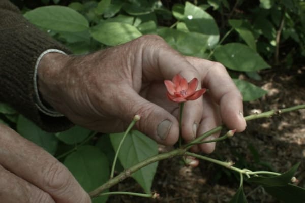 "The flower's insatiable passion turns its life into a circus of debauchery."